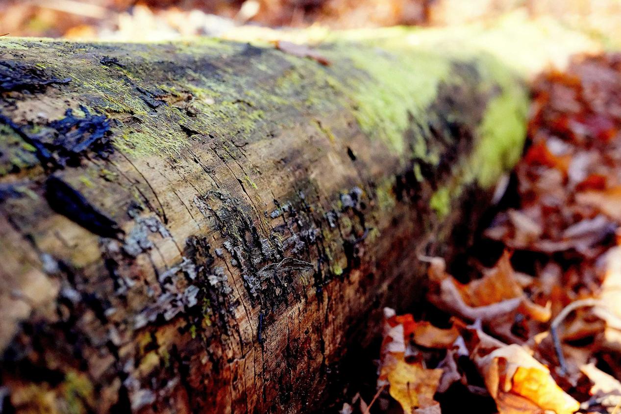 Aliquid enim iure sint id qui
